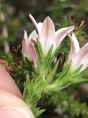 Wahlenbergia calcarea