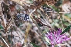 Amegilla quadrifasciata
