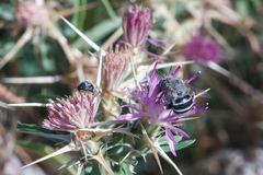 Amegilla quadrifasciata