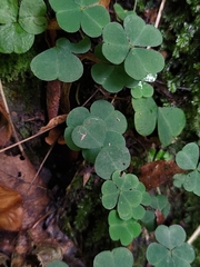 Oxalis acetosella