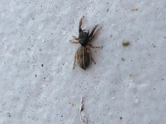 Metacyrba taeniola similis