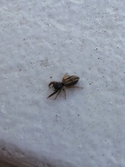 Metacyrba taeniola similis