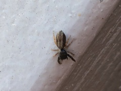 Metacyrba taeniola similis