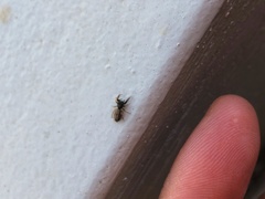 Metacyrba taeniola similis