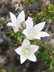 Wahlenbergia calcarea