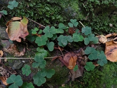 Oxalis acetosella