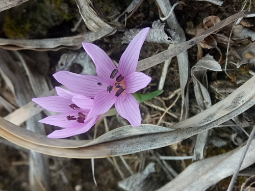 Image of Mediterranean Meadow Saffron (Colchicum cupanii) by (c) Karim Haddad, some rights reserved (CC BY)