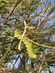 Manduca rustica