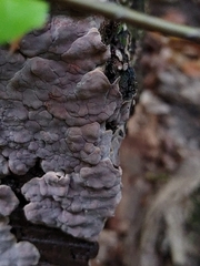 Fungi