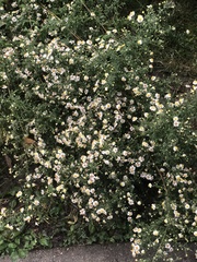 Symphyotrichum pilosum