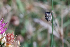 Amegilla quadrifasciata