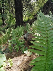 Polypodium subpetiolatum