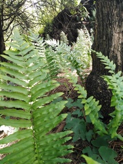 Polypodium subpetiolatum