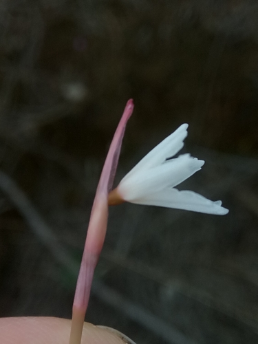 Acis autumnalis image