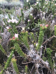 Wahlenbergia calcarea