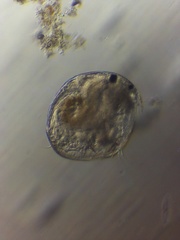 Chydorus sphaericus
