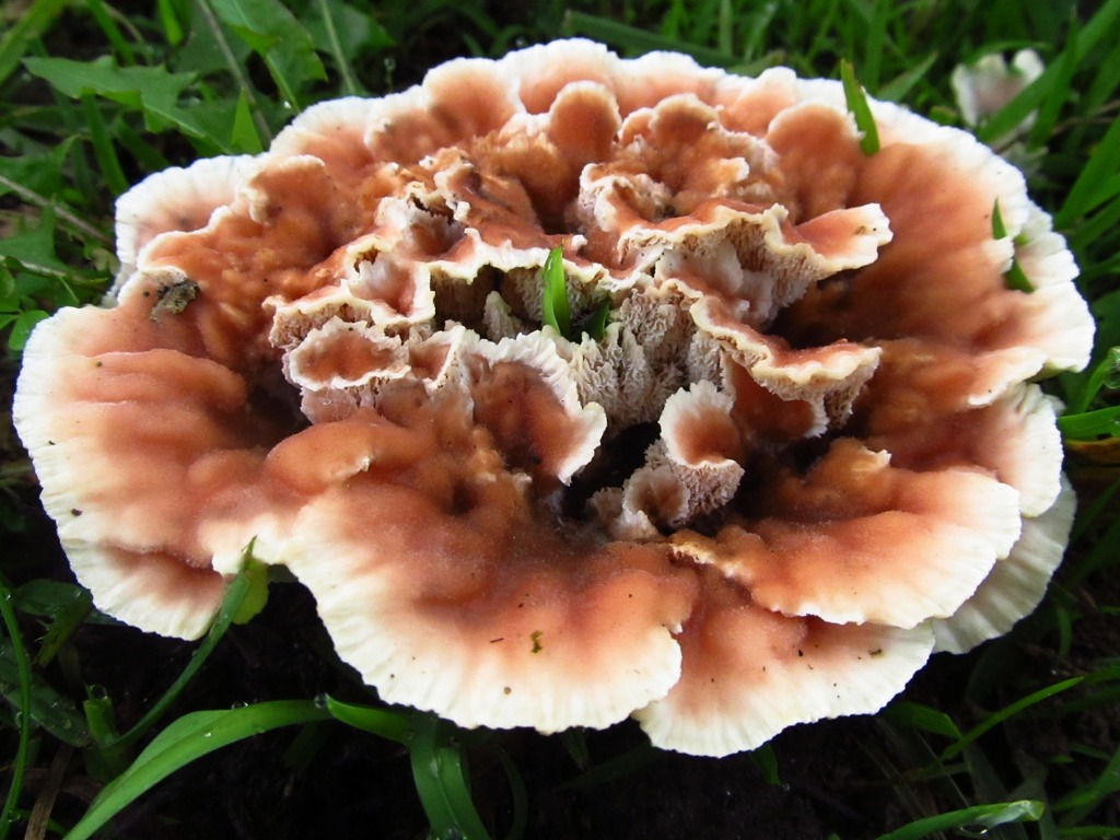 Blushing Rosette (Fungi and Lichens of South Mountain Reservation