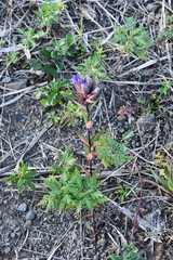 Gentiana scabra
