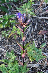Gentiana scabra