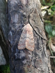 Polymixis argillaceago