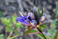 Gentiana scabra