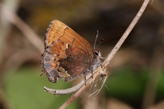 Callophrys henrici