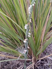 Spiranthes spiralis image