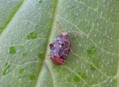 Charagochilus gyllenhalii