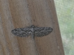 Eupithecia oxycedrata