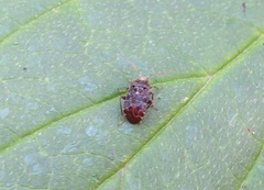 Charagochilus gyllenhalii
