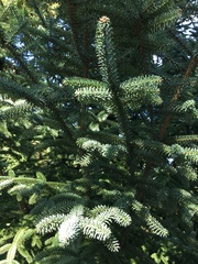 Abies numidica