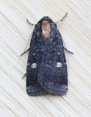 Abagrotis mirabilis
