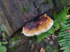 Fomitopsis pinicola