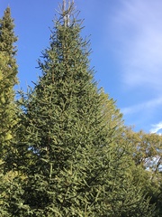 Abies numidica