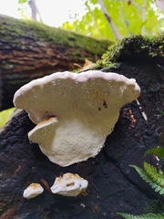 Fomitopsis pinicola