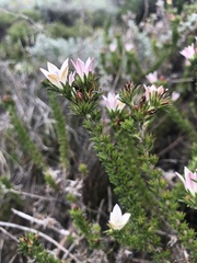 Wahlenbergia calcarea