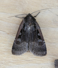 Parabagrotis exsertistigma