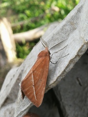 Compsoptera opacaria