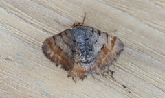 Macaria adonis