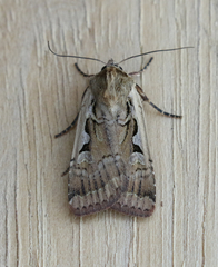 Parabagrotis formalis