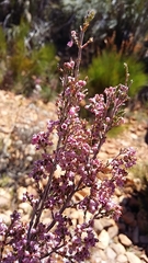 Erica lucida