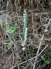 Spiranthes spiralis image