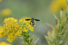 Trichopoda lanipes