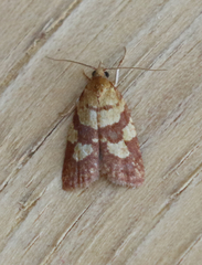 Sparganothis senecionana