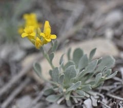 Physaria kingii kingii