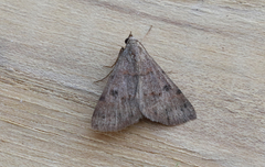 Hemeroplanis historialis