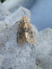 Polymixis argillaceago