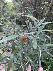 Quadrella odoratissima