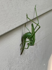 Hubbellia marginifera