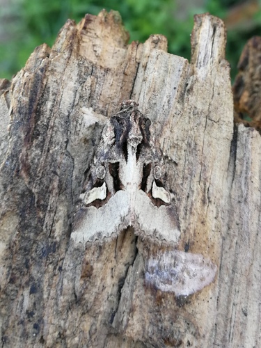 Noctuelle incendiée (La)